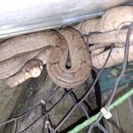 Corallus hortulanus ♂️ eladó Ajkán! fotó