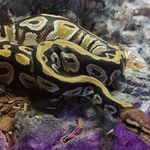 Cypress királyok 2024 fotó