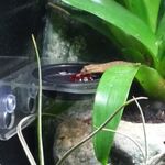 Gyászos gekkó (Lepidodactylus lugubris) fotó