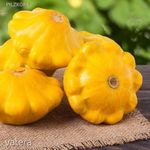 Aranysárga patiszon (cucurbita pepo var. patisoniana) !2db mag különlegesség fotó
