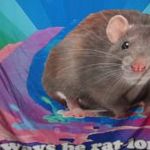 NAGY MÉRETŰ szivárvány mintás, patkányos molinó, zászló 200x153 cm fotó