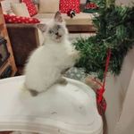 Ragdoll cica eladó fotó