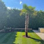 Kínai kenderpálma magok fotó