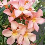 Dottore Attilio Ragioneri leander mag, magok 20 mag fotó