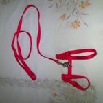 Piros színű cica, macska vagy más kisállat póráz, hám fotó