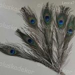 Pávatoll, igazi, esküvői, home dekorációs alapanyag, 6db/cs. fotó