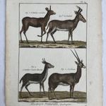 1790 Antilopok színezett rézmetszeten - Megjelent Buffon természethistóriájában 23x32 cm fotó