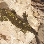 Eladó Gekkók. fotó