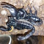 Heterometrus silenus adult trió eladó fotó