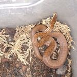 Lamprophis fuliginosus Ajkán eladó! fotó