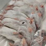 Fagyasztott és élő rágcsáló fotó