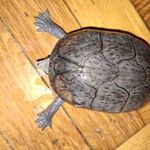 Sternotherus odoratus (Közönséges pézsmateknős) fotó