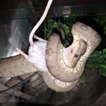 Corallus hortulanus hím eladó Ajkán! fotó