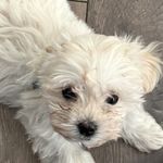 Még több maltipoo kutya vásárlás