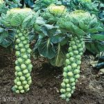 Bimbóskel-kelbimbó Casiopea (Brassica oleracea var. gemmifera) magok!20db mag fotó