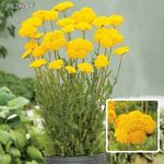 Sárga Jószagú Cickafark (Achillea filipendulina)Cloth of Gold magok!30db mag!Télálló , évelő! fotó