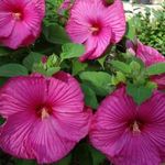 Évelő télálló óriásvirágú mocsári hibiszkusz csemeték 5db vegyes szín fotó