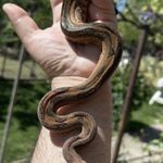 1.0 Leopard 50%het kahl albino fotó