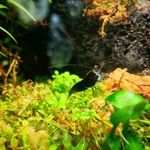 Neocaridina davidi fekete garnéla / teljes állomány fotó