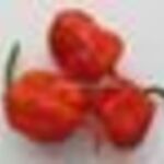 Carolina Reaper chili paprika mag, vetőmag 5db fotó