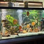 Még több akvárium 30 vásárlás