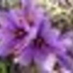 Sáfrány EREDETI -Valódi hagyma!Crocus Sativus!2db /Világ legdrágább fűszere/ fotó