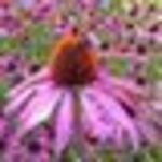Bíbor Kasvirág (Echinacea purpurea) 20db mag Évelő gyógynövény! fotó