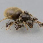 Lasius bombycina fotó
